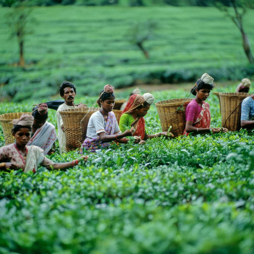 Tea workers in Sylhet