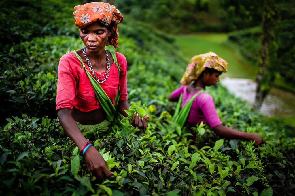 Tea workers in Sylhet