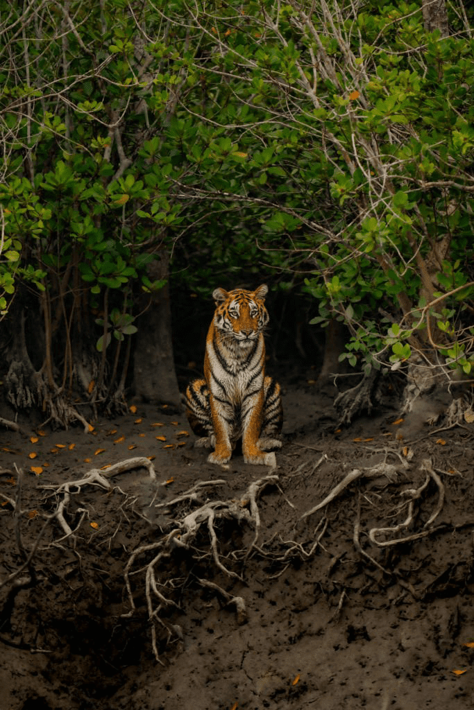 tour operator in Bangladesh