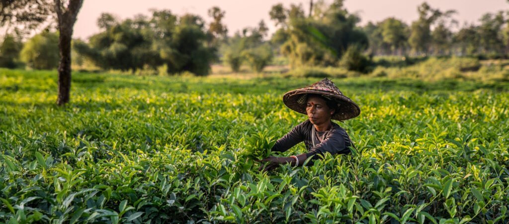 Sylhet tea Tours