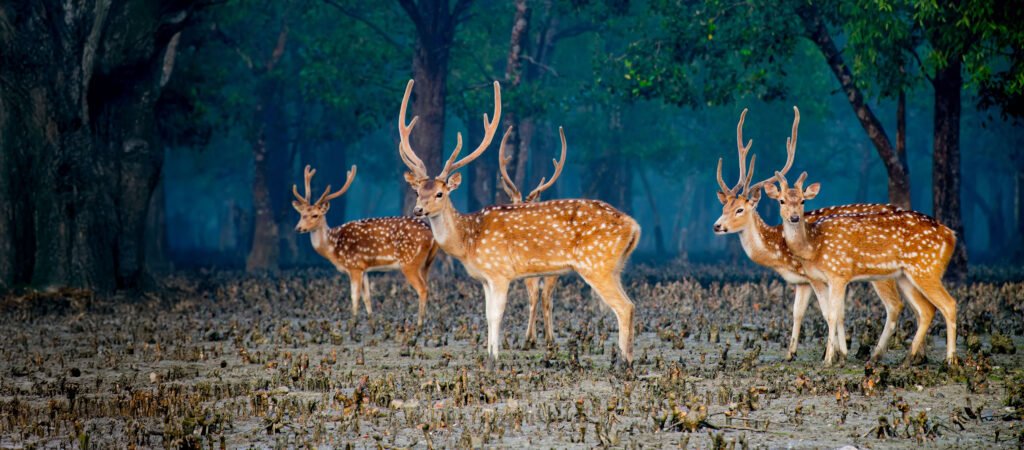 deer Tour Sundarban