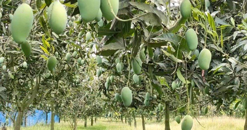 Rajshahi mango orchards in Bangladesh