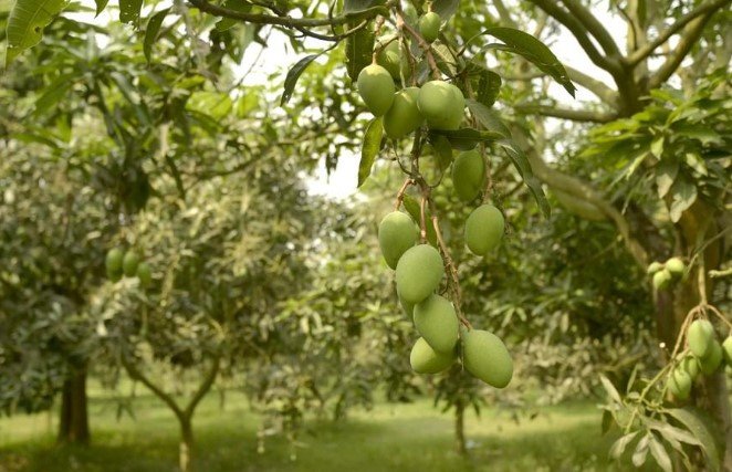 Chapainawabganj mango orchards