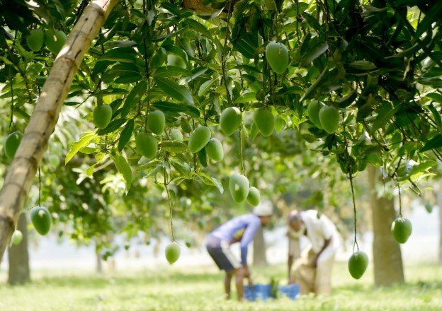 Tourists picking mangoes in Rajshahi
