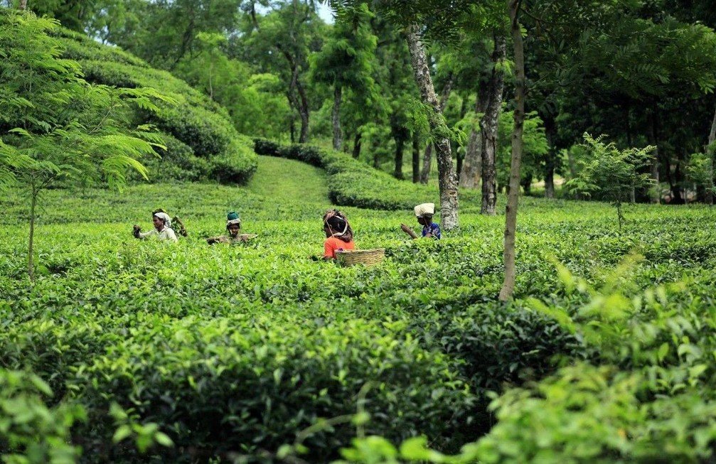 Seven-day Bangladesh itinerary covering Old Dhaka, Sylhet, Srimangal, and the Sundarbans