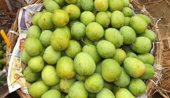 Himsagar mango Bangladesh

Langra mango Bangladesh

Amrapali mango

Fazli mango Bangladesh