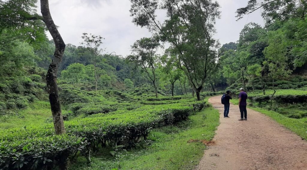 Tourists exploring tea gardens as part of sustainable community tourism in Bangladesh
